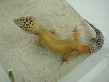 Male Leopard 2
