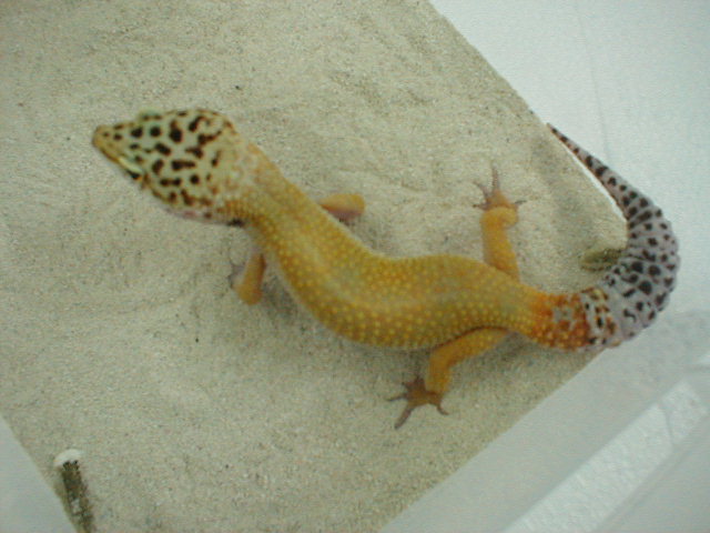 Male Leopard 2