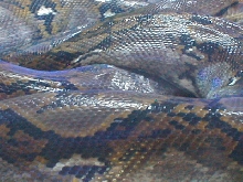 retic kink in back