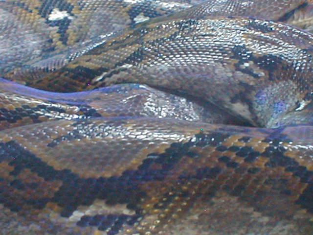 retic kink in back
