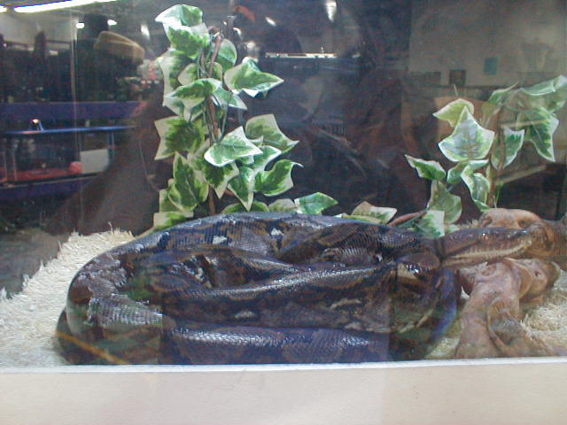 retic