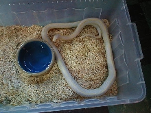 albino cal king