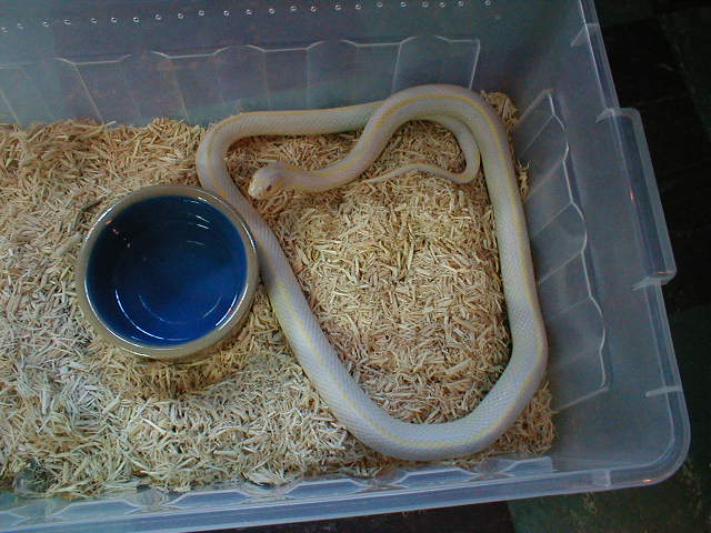 albino cal king