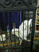 Goffin Cockatoo