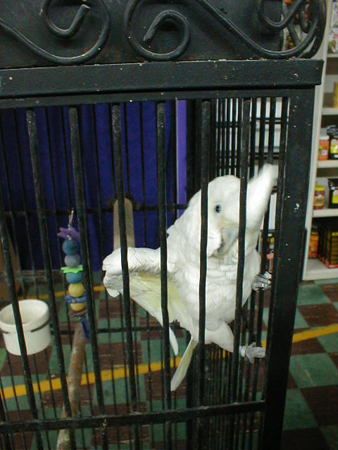 Goffin Cockatoo