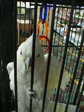 Goffin Cockatoo 2