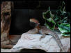 Male Bearded Dragon