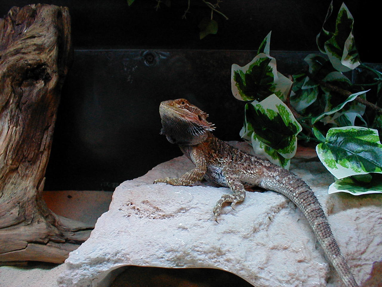 Male Bearded Dragon