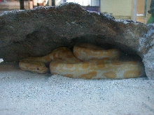 Albino Burmese Python