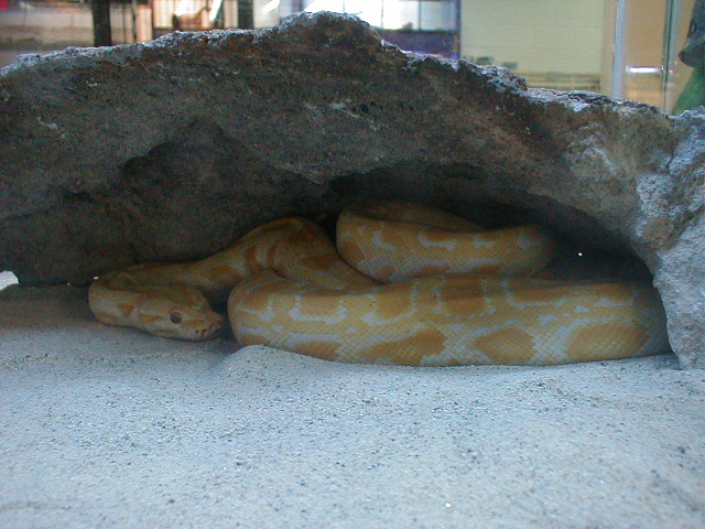 Albino Burmese Python