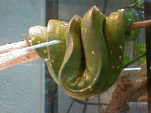 Green Tree Python