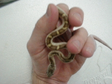 White Sided rat