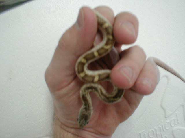 White Sided rat