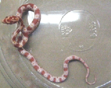 Baby Albino Corn