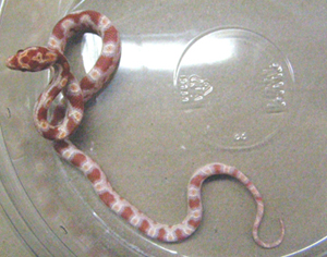 Baby Albino Corn