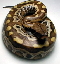 Sumatran Red Blood Python