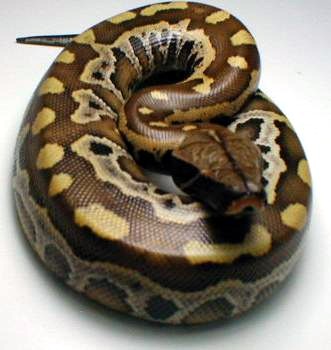 Sumatran Red Blood Python