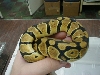 Hi gold Female