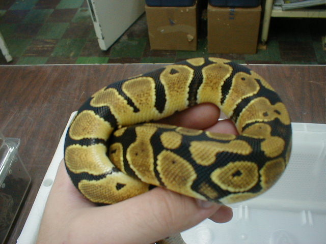 Hi gold Female