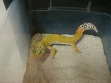 Male Leopard 1-1