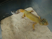 Male Leopard 1-3