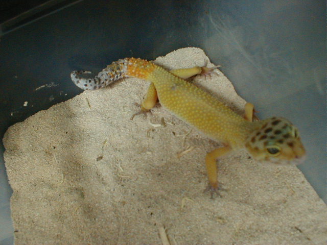 Male Leopard 1-3