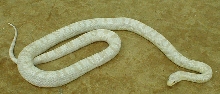 Snow Corn