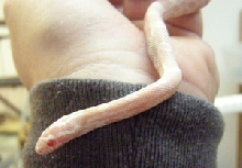 Baby Snow Corn 2