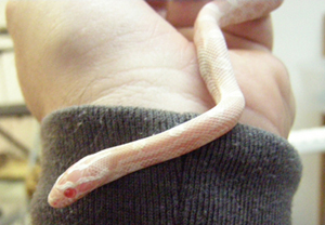 Baby Snow Corn 2