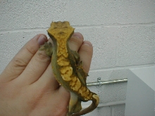 Crested Male