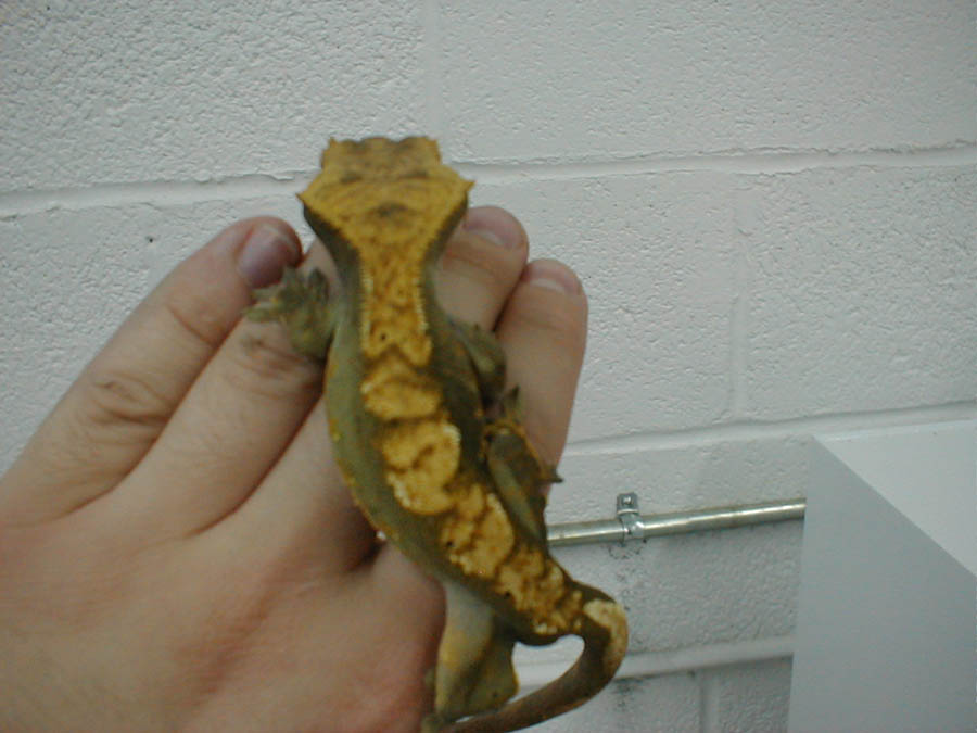 Crested Male