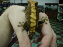 Crested Female