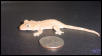 Crested Gecko