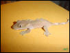 Crested Gecko