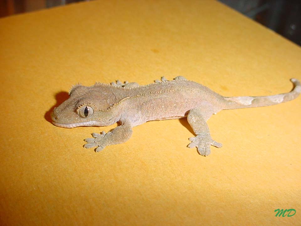 Crested Gecko