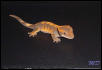Crested Gecko