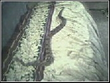 my boa