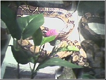 new boa in temp enclosure