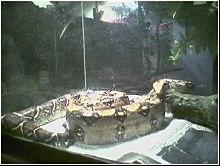 My new boa!