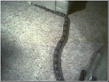 Shuba right after shed