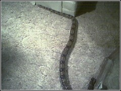 Shuba right after shed