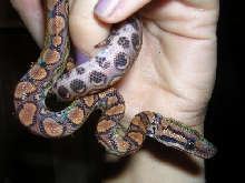 brazilian rainbow boa