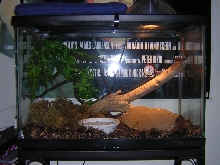 my brazilian rainbow's house.