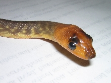 chris's woma
