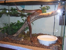 columbian rainbow boa terrarium