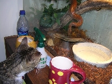 franklin and iris
