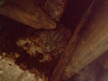 New Toad 3