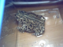 New Toad
