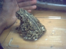 New Toad 2