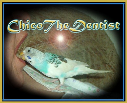 Chico The Dentist